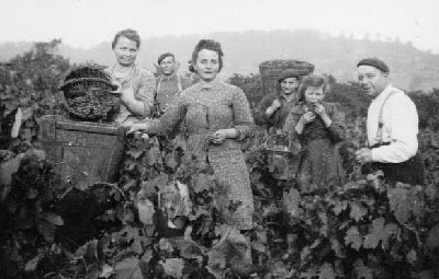 Vendanges  Chaligny vers 1920 (JPG)