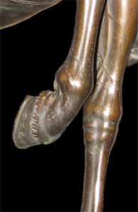 D&eacute;tail d'un sabot du cheval